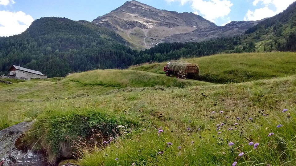 Raccolta del fieno in malga
