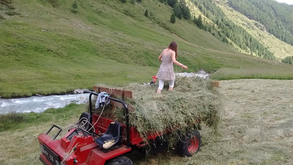 Raccolta del fieno in malga