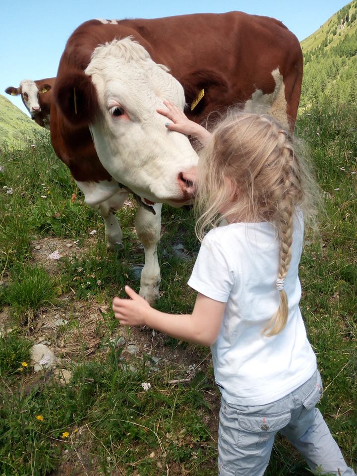 Accarezzare la mucca in malga