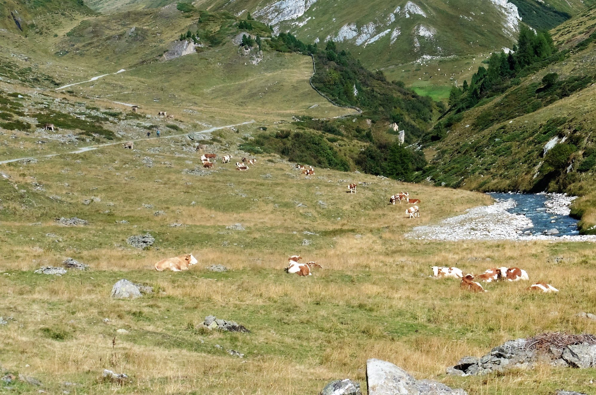 Mucche in malga
