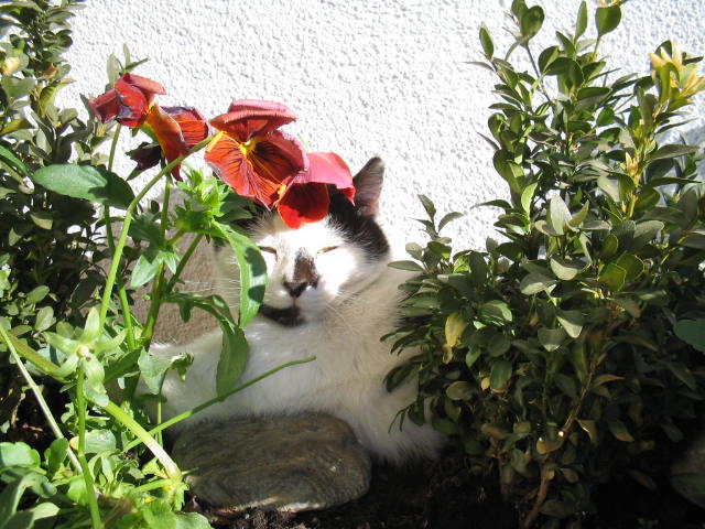 Gatto tra i fiori in fattoria
