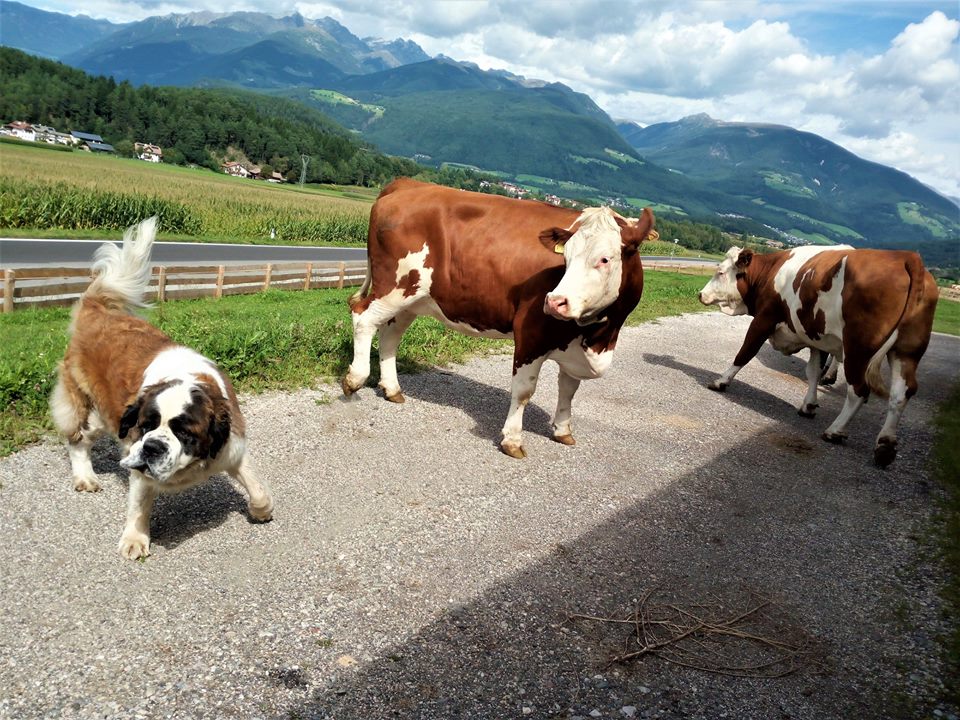Mucche e Lotti al maso