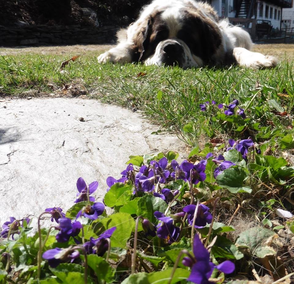 Lotti in estate
