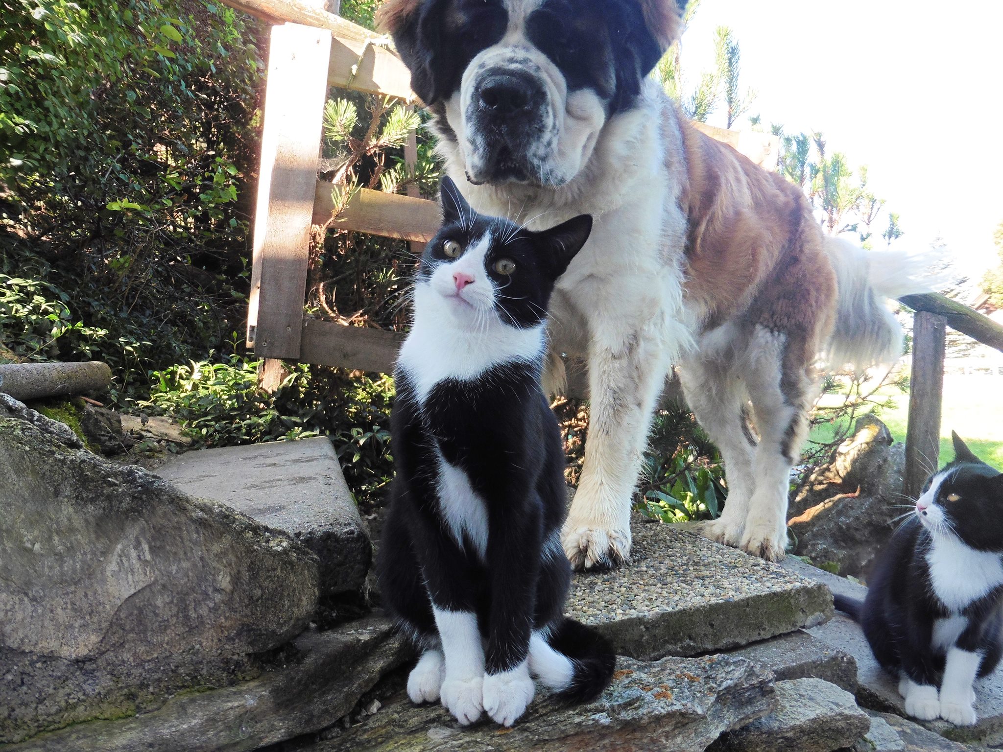 Lotti e il gatto