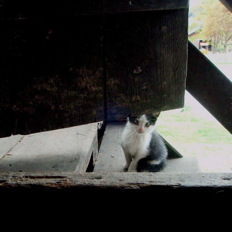 Gattino in fattoria