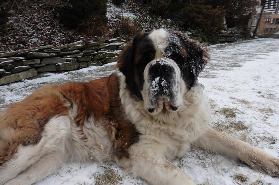 Lotti nella neve